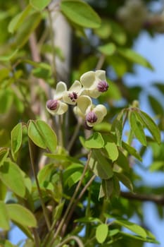 Five-leaf akebia Silver Bells - Latin name - Akebia quinata Silver Bells