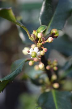 Holly Golden King - Latin name - Ilex * meserveae Blue Angel