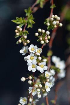 Grefsheim spirea - Latin name - Spiraea x cinerea Grefsheim