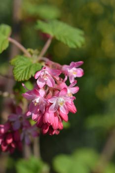 Winter currant King Edward VII - Latin name - Ribes sanguineum King Edward VII