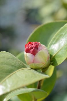 Camellia flower bud - Latin name - Camellia japonica