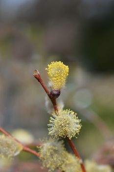 Weeping pussy willow - Latin name - Salix caprea