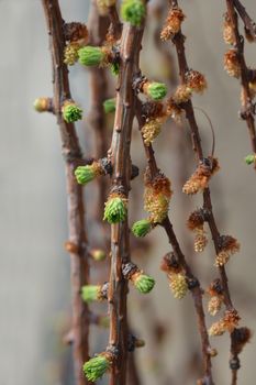 Larch Stiff Weeping - Latin name - Larix kaempferi Stiff Weeping