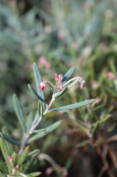 Bog rosemary Blue Ice - Latin name - Andromeda polifolia Blue Ice