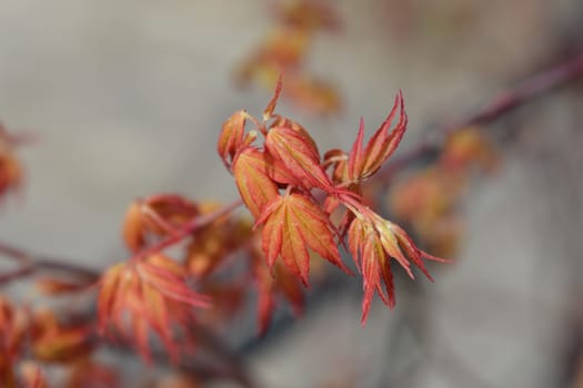 Japanese Maple - Latin name - Acer palmatum