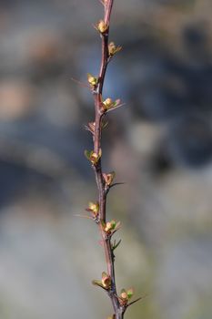 Japanese barberry Silver Beauty - Latin name - Berberis thunbergii Silver Beauty