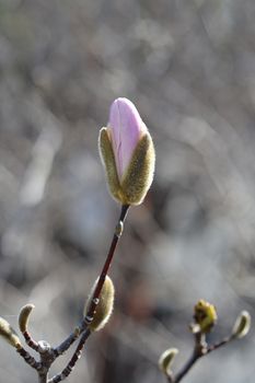 Star magnolia flower bud - Latin name - Magnolia stellata