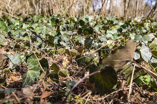 Green plants in spring or summer, the beginning of life after winter