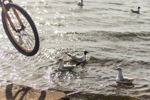 some seagulls swimming around at coast. photo has taken from a coast at izmir/turkey.
