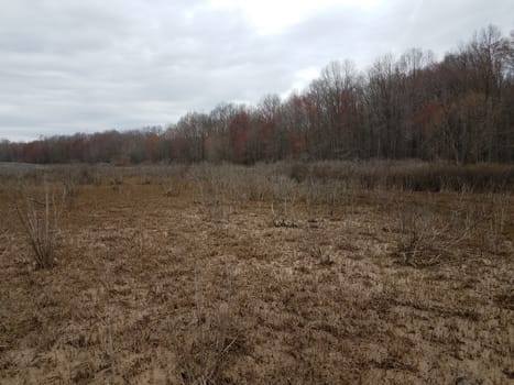 brown mud and plants and trees in wetland or swamp area