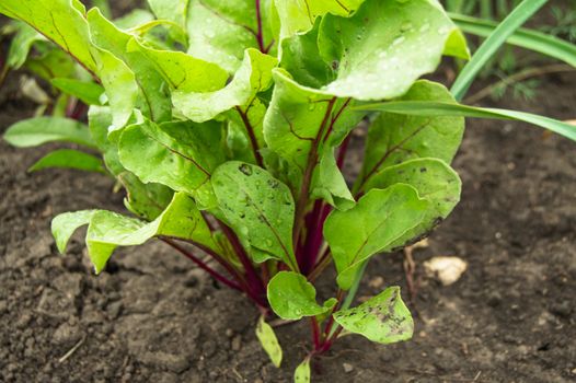 Beet grows in the garden, young beet leaves in drops of water after watering, the concept of growing organic products.