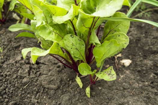 Beet grows in the garden, young beet leaves in drops of water after watering, the concept of growing organic products.