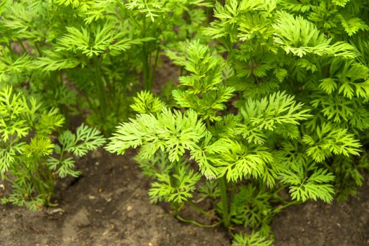 Young carrot tops, growing vegetables in the open ground on fertile soil, the concept of agriculture and farms.