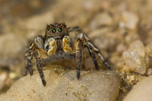 This spider is known to eat small insects like grasshoppers, flies, bees as well as other small spiders.