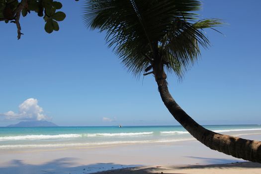 palm tree against blue sky and ocean