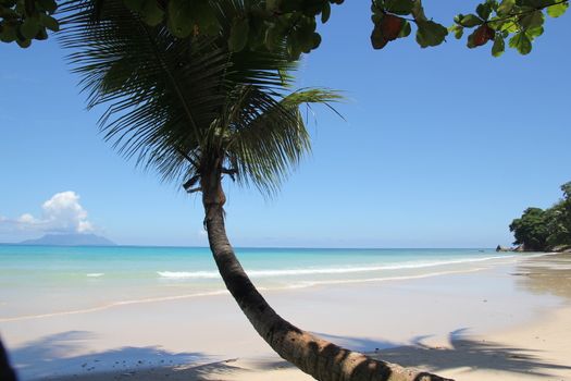 palm tree against blue sky and ocean