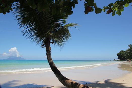 palm tree against blue sky and ocean