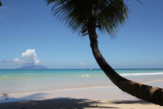 palm tree against blue sky and ocean