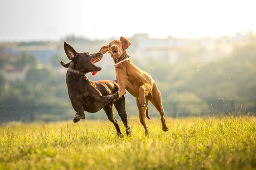 Two young funny cute dogs - Hungarian Short-haired Pointing Dog- running on a grass.