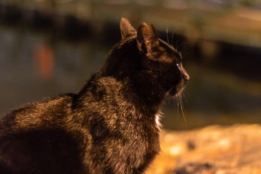 a black cute cat looking far away at coast. a orange colored night shoot.