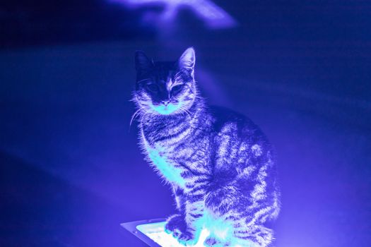 a closeup portrait shoot to an interesting cat who sit on blue neon light. photo has taken at izmir/turkey.