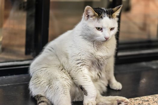 a little white fat cat chilling around. photo has taken at izmir/turkey.