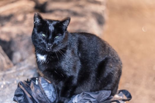 a strange looking cat sitting on my bag and looking my camera. photo has taken at izmir/turkey.