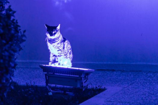 an interesting cat staying on blue neon light. photo has taken at izmir/turkey.