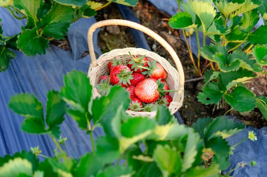 fresh ripe strawberries in basket on strawberry field