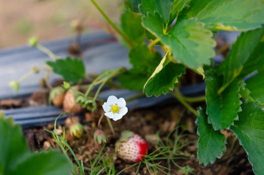 Wild strawberry blossoming - macro shot of a flower