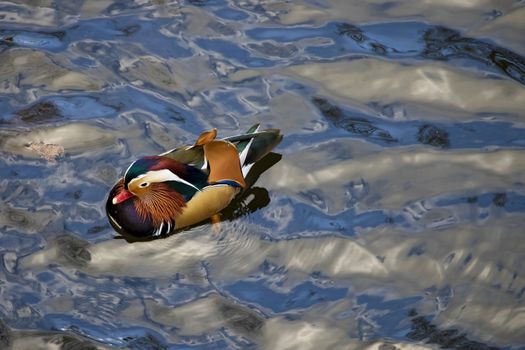 Colored duck, Duck floating on the water