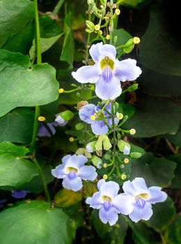 Close up of beautiful purple Bengal Trumpet or Thunbergia grandiflora flower of green leaves in garden