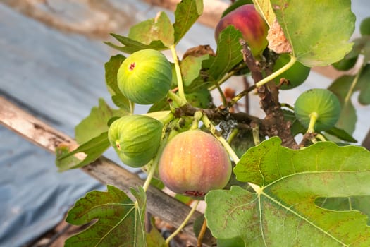 Fresh Figs fruit  hanging on the branch of tree