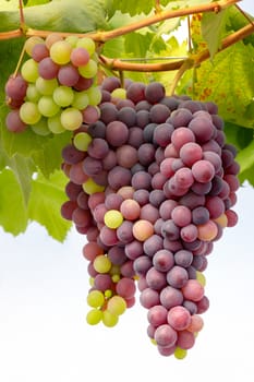 Bunches of Fresh Grapes Hanging from the vineyard