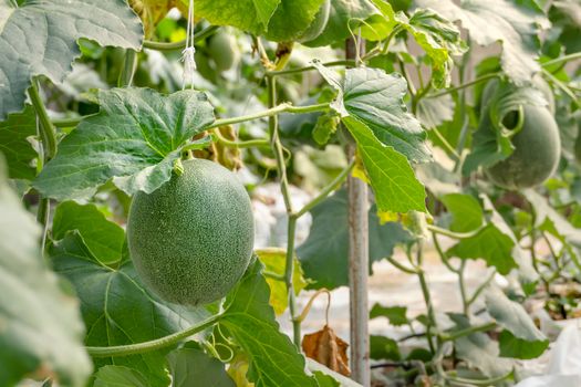 young sprout of green melon plants growing in greenhouse supported by string nets