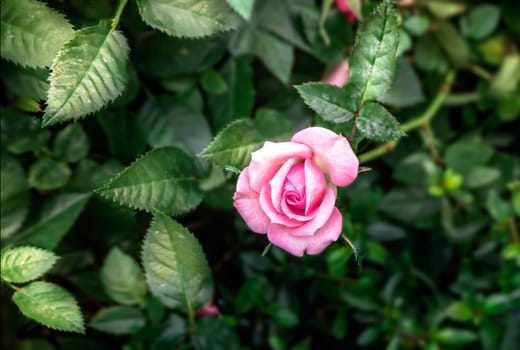 Pink rose flower with green leaves in the garden