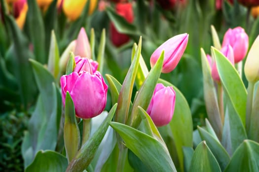 Beautiful pink tulips flower with green leaves grown in garden