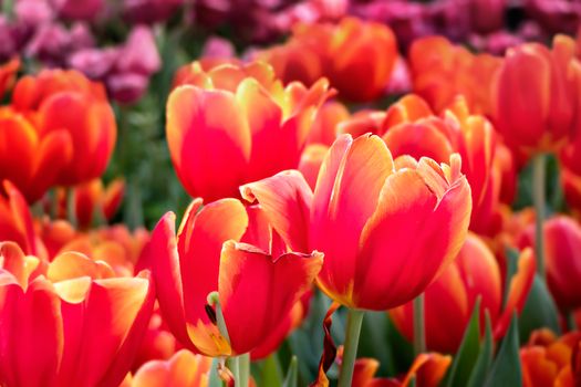 Beautiful orange tulips flower with green leaves grown in garden