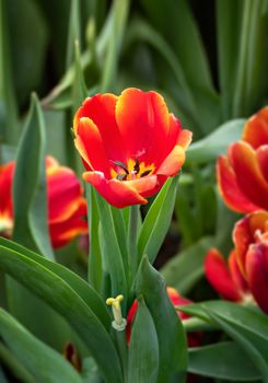 Beautiful orange tulips flower with green leaves grown in garden