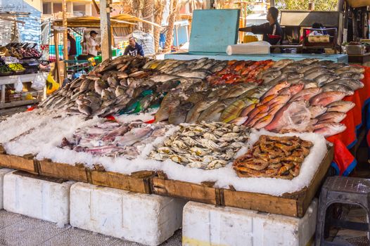 Display of different fishes fishing in the Red Sea on the walk of the old marina of the city of Hurghada in Egypt