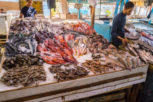 Display of different fishes fishing in the Red Sea on the walk of the old marina of the city of Hurghada in Egypt