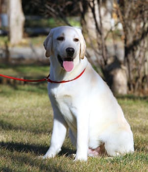 the yellow labrador sitting in the park