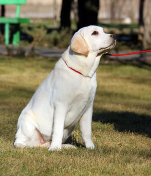 a yellow labrador sitting in the park