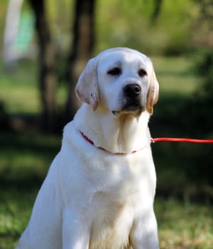 the sweet yellow labrador sitting in the park