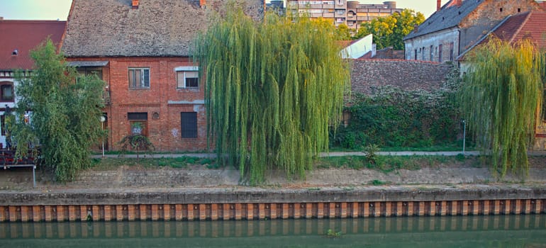 Willow trees in front of houses on a river bank