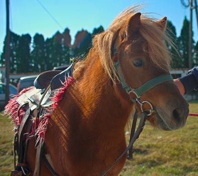 Brown fully saddled pony ready for ridding