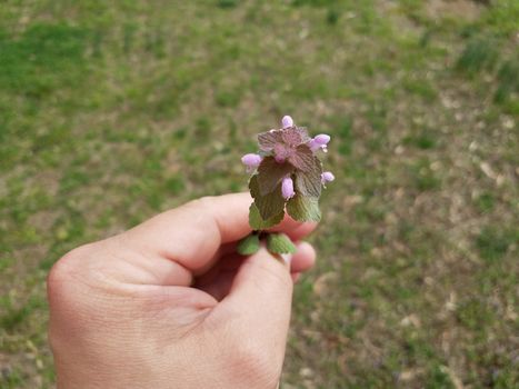 hand or fist holding weed with green leaves and purple flower petals