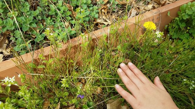 kid or child hand touching green weeds and plants near garden