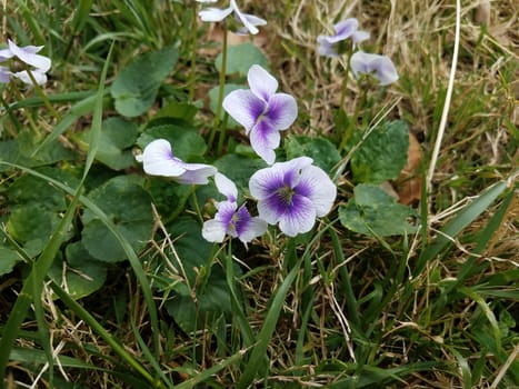 purple and white flower petals and green leaves in the grass or lawn
