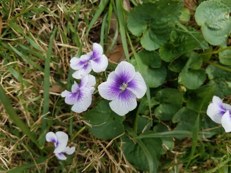 purple and white flower petals and green leaves in the grass or lawn